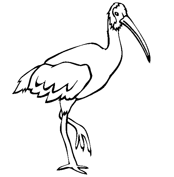 imagini de colorat ibis